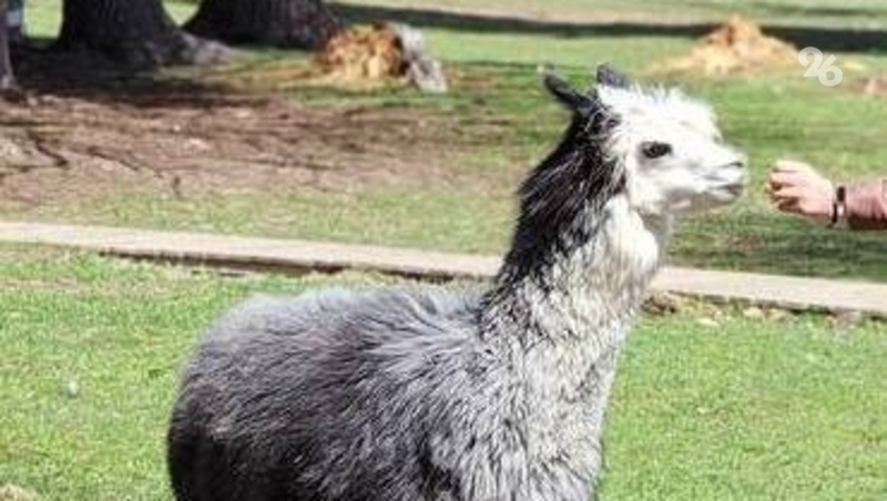 Более 150 тыс. туристов посетили Предгорный округ в 2025 году