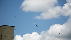 Порывы ветра на Ставрополье будут достигать 15–18 м/с 15 сентября