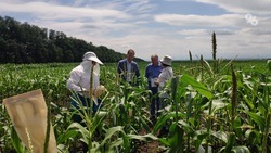 К 2023 году Ставрополье планирует выйти на стопроцентную обеспеченность семенами кукурузы