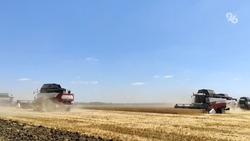 Уборка зерновых культур стартовала в Новоселицком округе