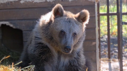 Медведя из Северной Осетии выпустили на свободу после лечения на Ставрополье