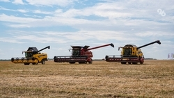 Более 320 тыс. тонн озимой пшеницы собрали в Новоалександровском округе 