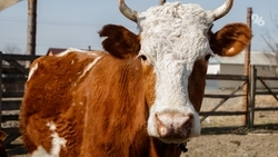 Житель Черкесска за 1 млн рублей продаёт корову, которая «видела Михаила Мишустина»