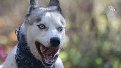 Губернатор предложил обустроить площадку для выгула собак в Ставрополе