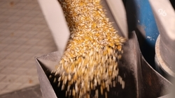 Более 128 тыс. га кукурузы предстоит убрать аграриям Ставрополья 