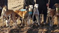 Состязания борзых собак прошли в Арзгирском округе