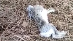 В Новоалександровском округе нашли 65 мёртвых зайцев