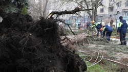Более 30 заявок о падении деревьев и повреждениях крыш поступило в ЕДДС Ставрополя после ночного урагана
