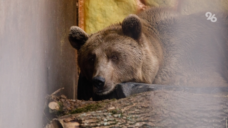 Останки древнего гигантского медведя нашли палеонтологи на Ставрополье