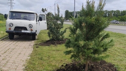 В Ставрополе высадили 73 дерева