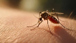 Нашествия комаров на Ставрополье не будет — зоолог Пушкин