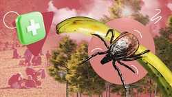 Надевать яркое, избегать густой травы: как ставропольцам уберечься от клещей  