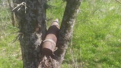 Застрявший между ветками дерева старый снаряд нашли в Минераловодском округе