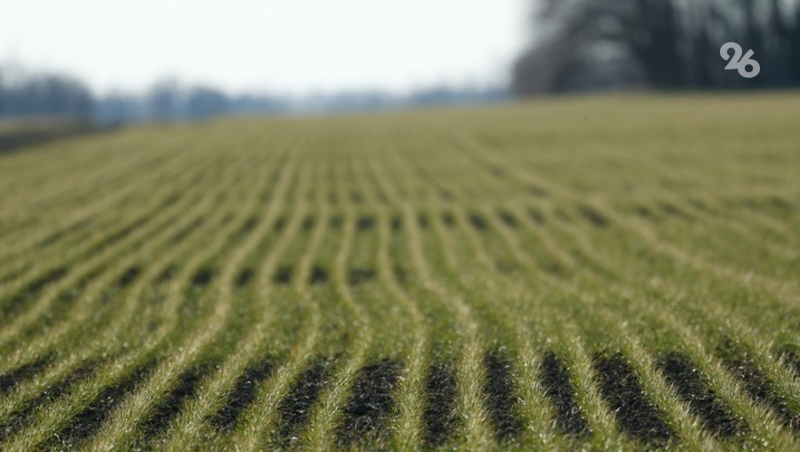 Сенатор Митин отметил работу главы Ставрополья в аграрной отрасли