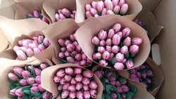 Более 5 тыс. тюльпанов и 1 тыс. роз вырастили в теплицах Предгорного округа 