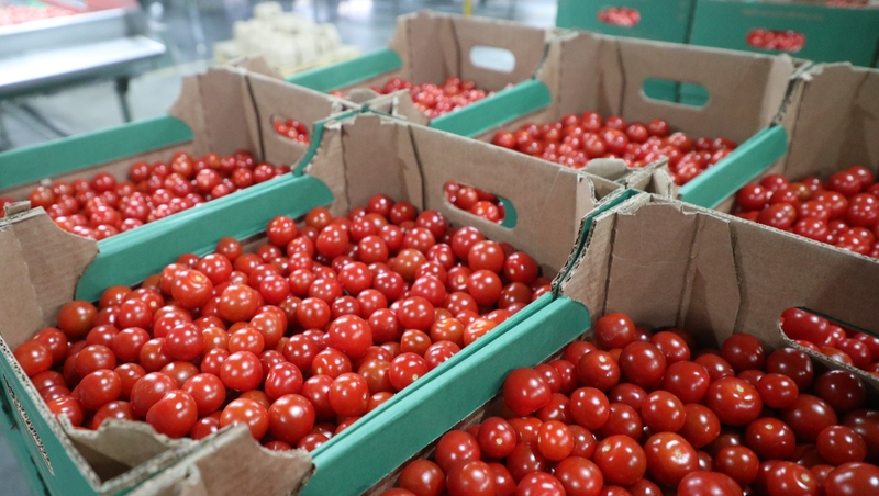 Президент поддержал идею организовать на Ставрополье праздник томата