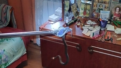 Двух змей поймали в жилом доме на Ставрополье