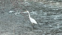 Цаплю заметили в Пятигорске