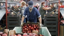 Глава Ставрополья: В крае строят крупное фруктохранилище на 30 тыс. тонн