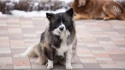 На Ставрополье по иску прокурора ребёнку, укушенному собакой, выплатят 30 тыс.