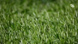 Покос травы в Невинномысске проходит ежедневно