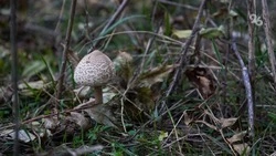 За сбор редких грибов и растений россиян могут оштрафовать на 5 тыс. рублей