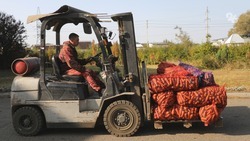 «Морковный урожай»: на Ставрополье готовят к закладке на зиму овощи борщевого набора