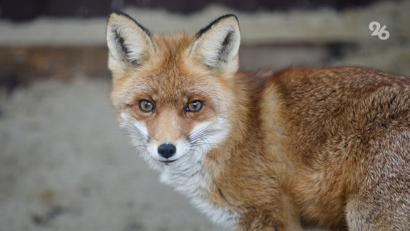 Глава Железноводска призвал жителей и гостей курорта не подкармливать диких лис