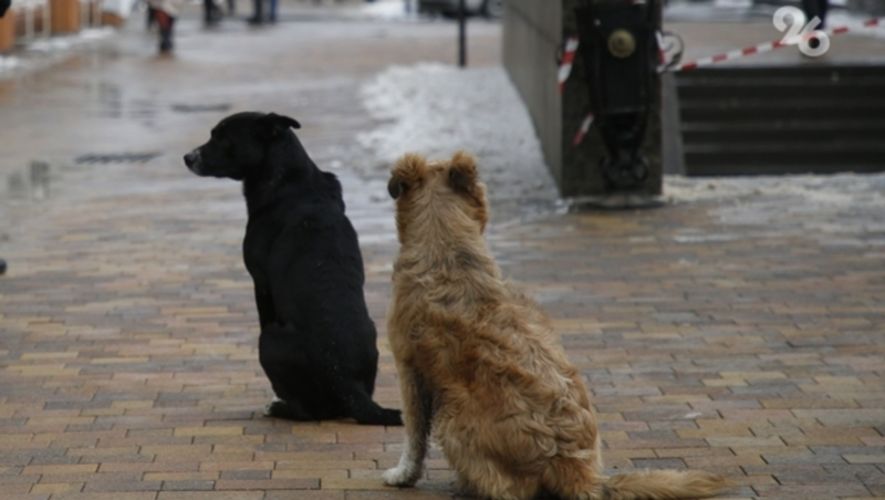 Покусанная собакой 10-летняя школьница из Ипатова получит 40 тыс. компенсации