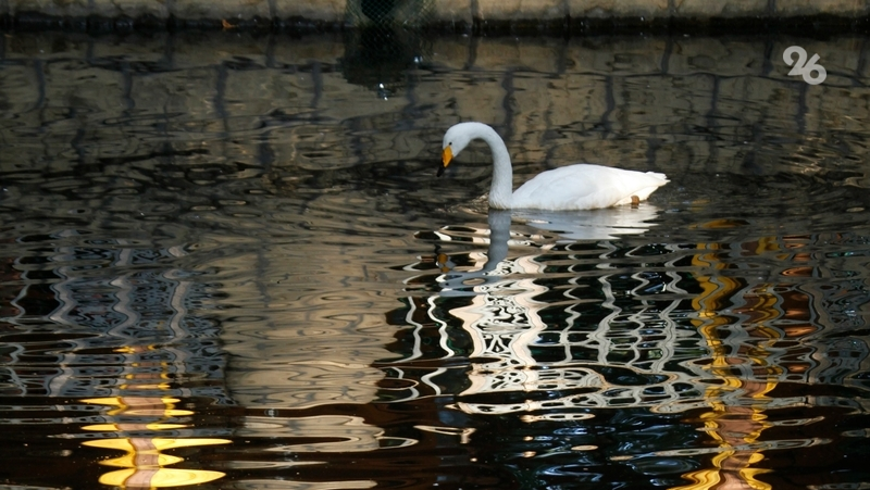 В селе Донском спасли замерзающего лебедя