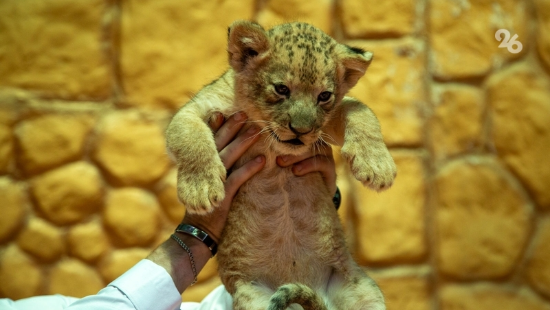«Мама массирует лапой живот»: львята, детёныши ламы, яка и оленя появились в ставропольском зоопарке