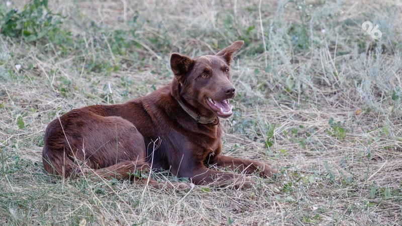 Оторванную часть погибшей собаки нашли возле Курортного парка в Ессентуках