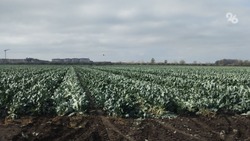 Брокколи, картошка и другие: аграрии Ставрополья завершают уборку овощей открытого грунта