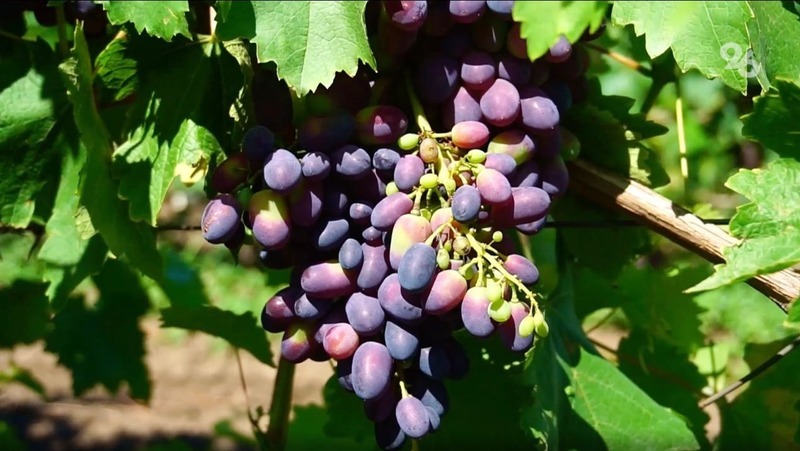 Аграрии Ставрополья обрезали лозу на 870 га виноградных полей 