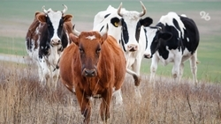 Животноводы Ставрополья с 2023 года получают компенсации на покупку молочного молодняка КРС