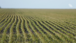 Почти 92% озимых взошло на Ставрополье