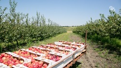 Первые на прилавках: на Ставрополье собрали урожай яблок ранних сортов