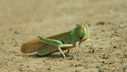 Аграрный комплекс Ставрополья подготовился к борьбе с саранчой