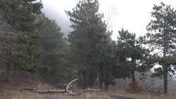 В ставропольских лесополосах начали весеннюю оздоровительную чистку