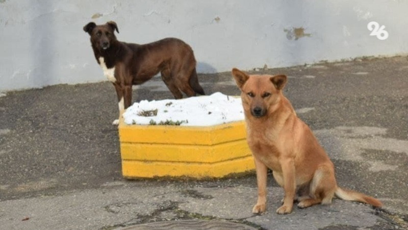 Волонтёр из Карачаево-Черкесии спасает собаку, у которой в пасти взорвали петарду