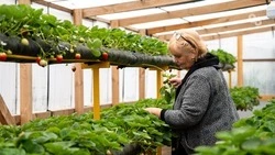 Не менее 5 тыс. соцконтрактов заключат на Ставрополье в 2026 году — губернатор