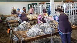 Ставропольское предприятие становится ведущим российским производителем шерсти