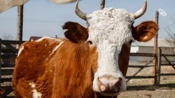 Астраханские фермеры начали маркировать скот и пасти его по правилам