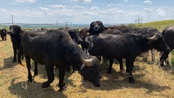 Разнотравье и сенаж: буйволиная ферма на Ставрополье начала заготовку кормов — фоторепортаж