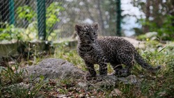 Специалисты Центра восстановления леопарда на Кавказе спасли котёнка трёхлапой самки