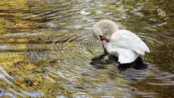 Лебеди из Центрального парка Ставрополя вернулись в свой летний домик