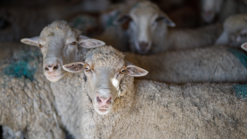 В Ставропольском крае начали кампанию по осеменению овец
