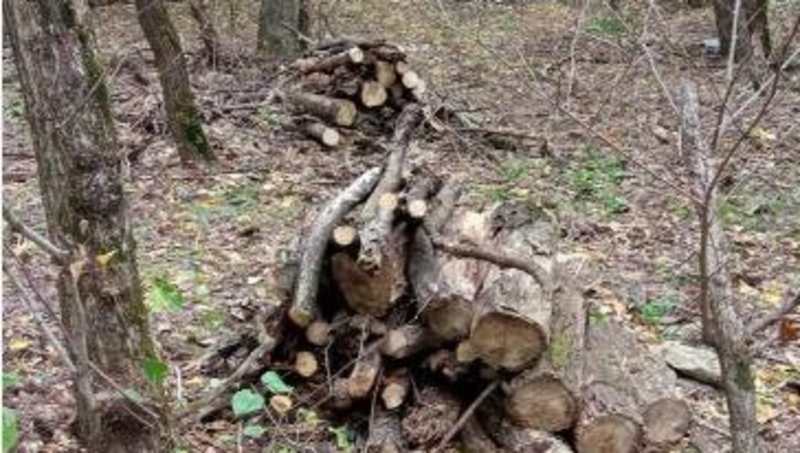 5 га захламлённой лесополосы убрали в Минераловодском округе