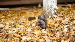 Чёрная белка пропала из парка в Предгорном округе