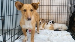 Ультразвуковой отпугиватель собак тестируют в Железноводске
